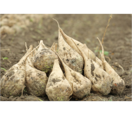 مزرعه طرح چغندرقند اشنویه